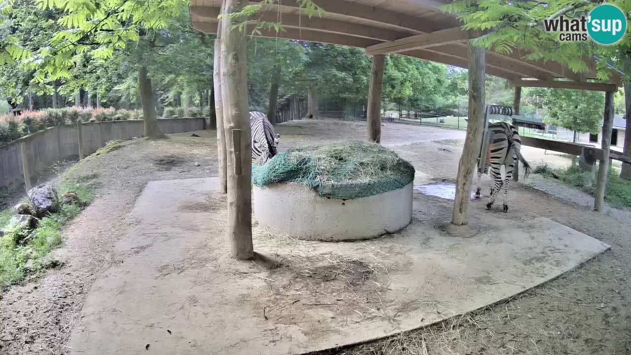 Le Zebre nello ZOO di Ljubljana – Slovenia Live webcam
