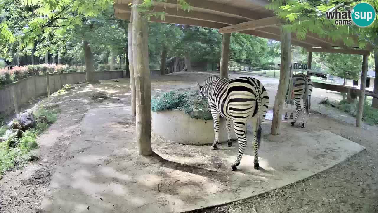 Web kamera uživo Zebras u ZOO Ljubljana – Slovenija