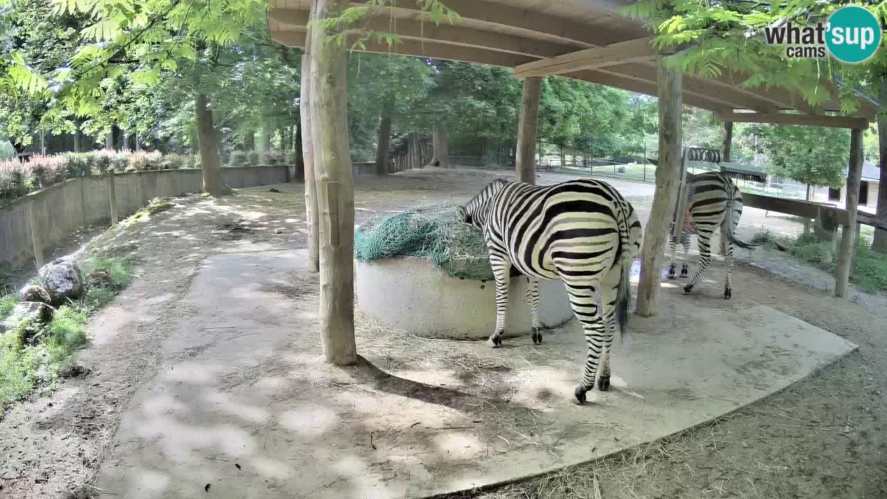 Zebre v živo v živalskem vrtu Ljubljana ZOO spletne kamere