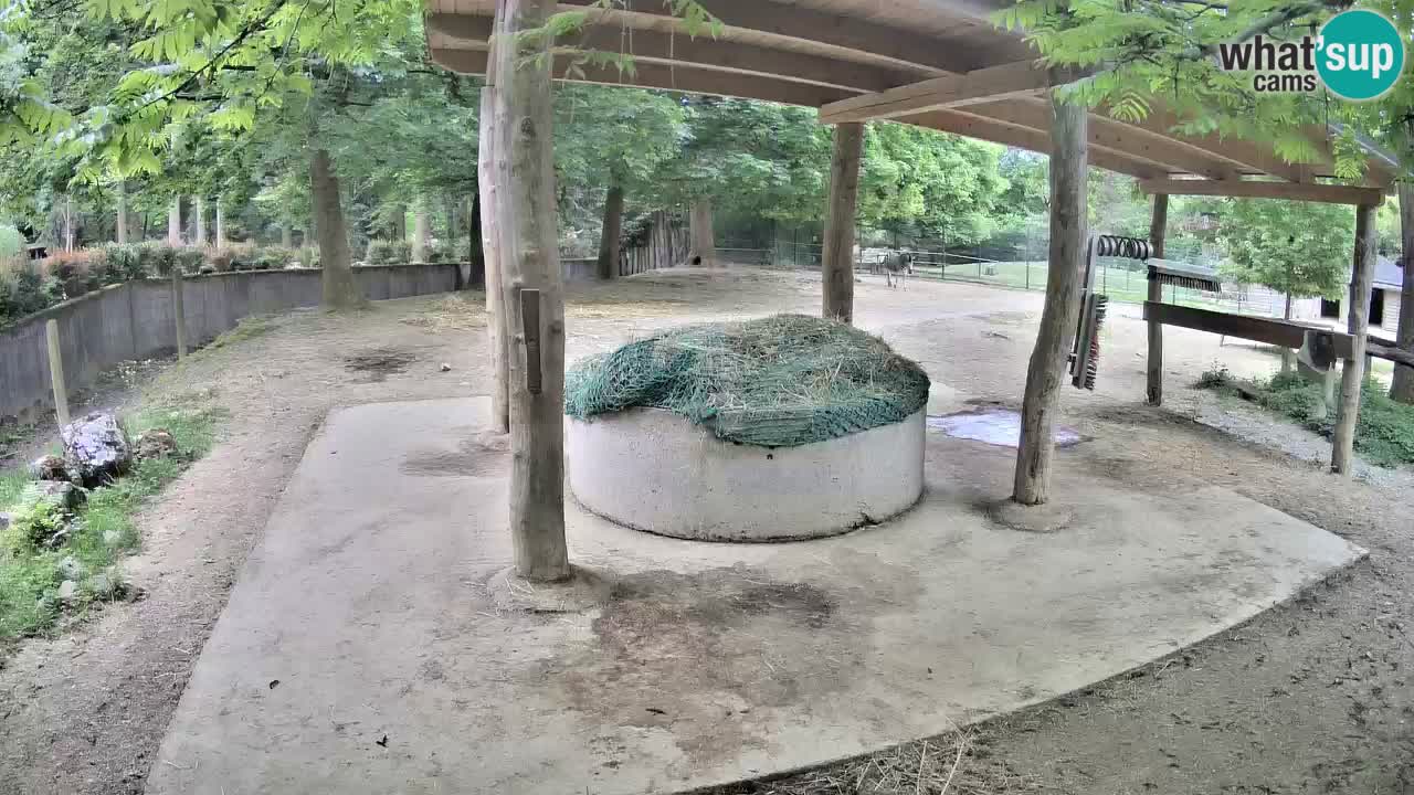 Zebre v živo v živalskem vrtu Ljubljana ZOO spletne kamere