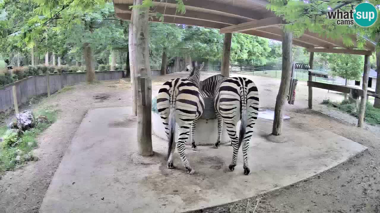 Zebre v živo v živalskem vrtu Ljubljana ZOO spletne kamere