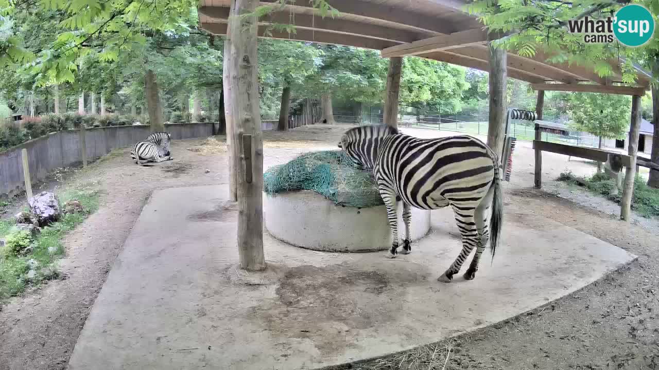 Web kamera uživo Zebras u ZOO Ljubljana – Slovenija