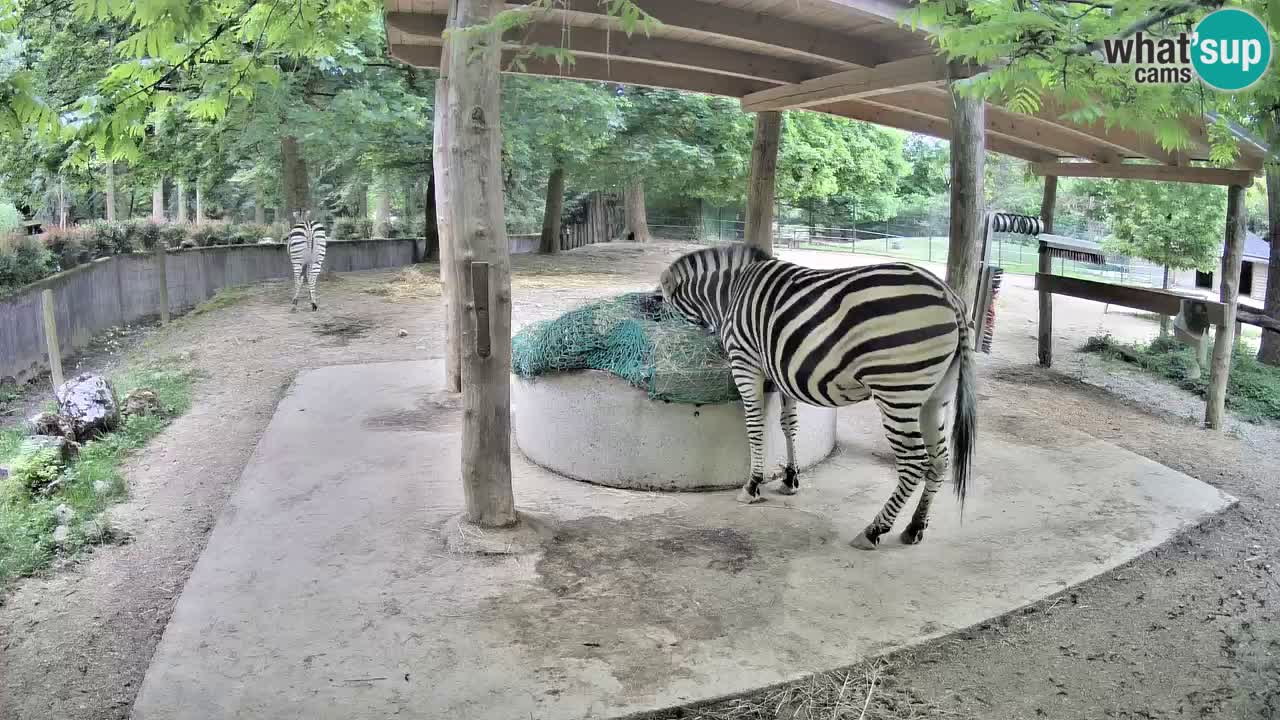 Live webcam Zebras in Ljubljana ZOO – Slovenia