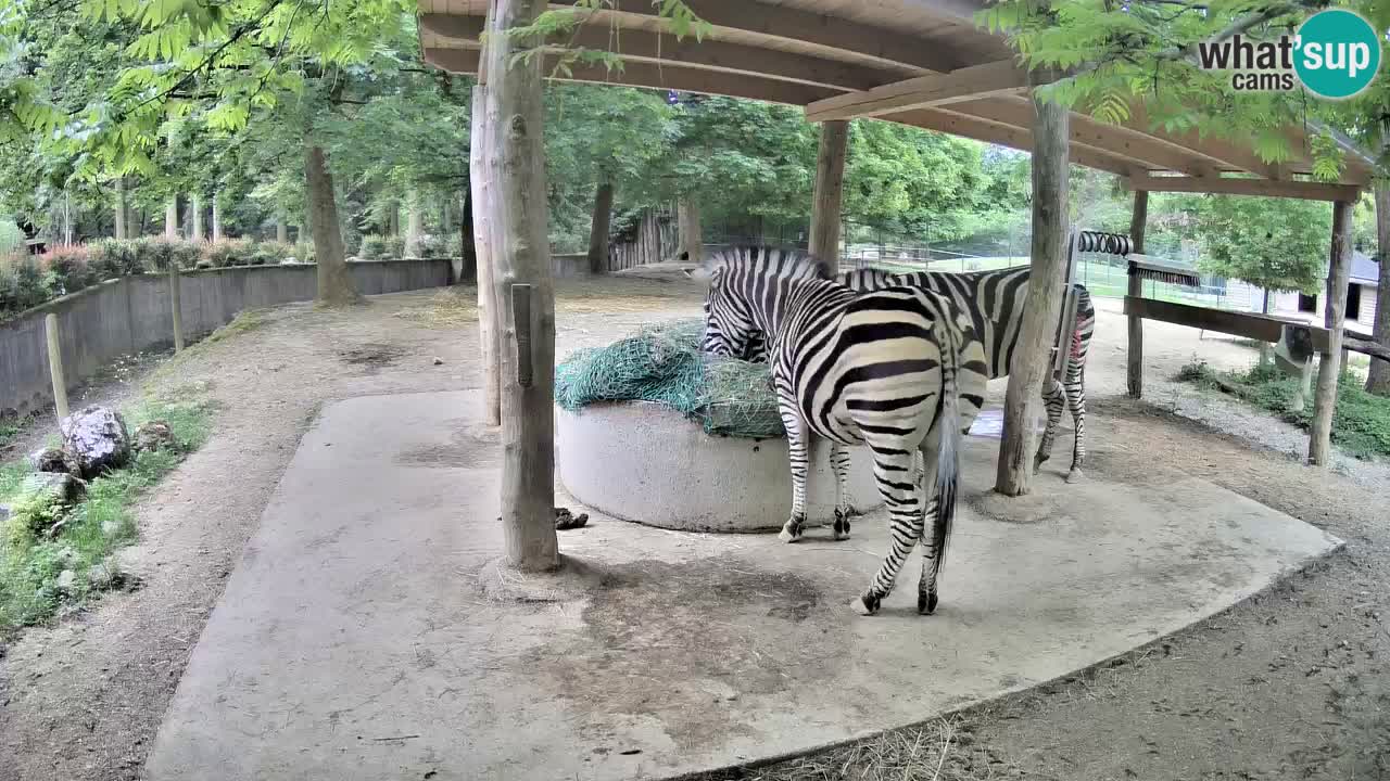 Live webcam Les zèbres in Ljubljana ZOO – Slovénie