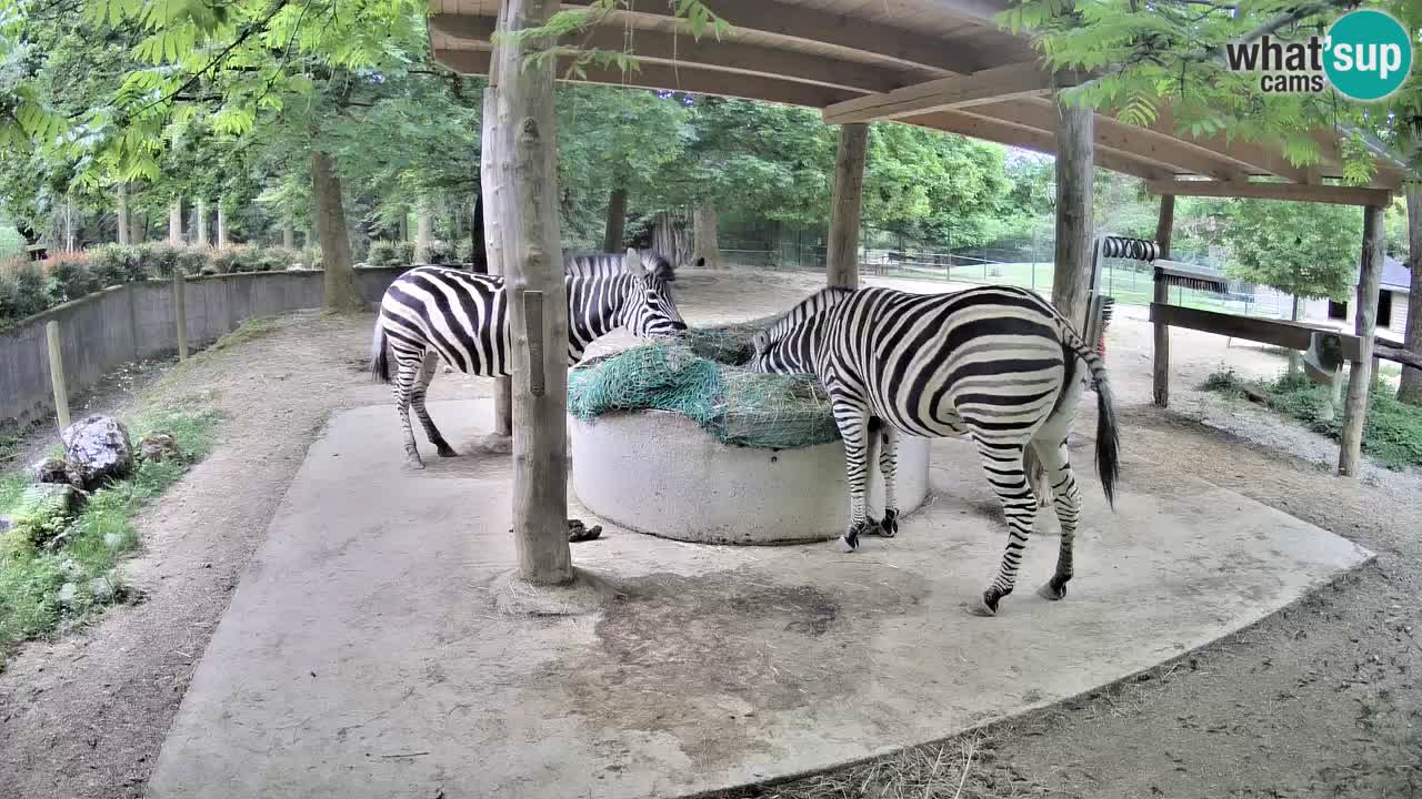 Live Webcam Zebras in Ljubljana ZOO – Slowenien