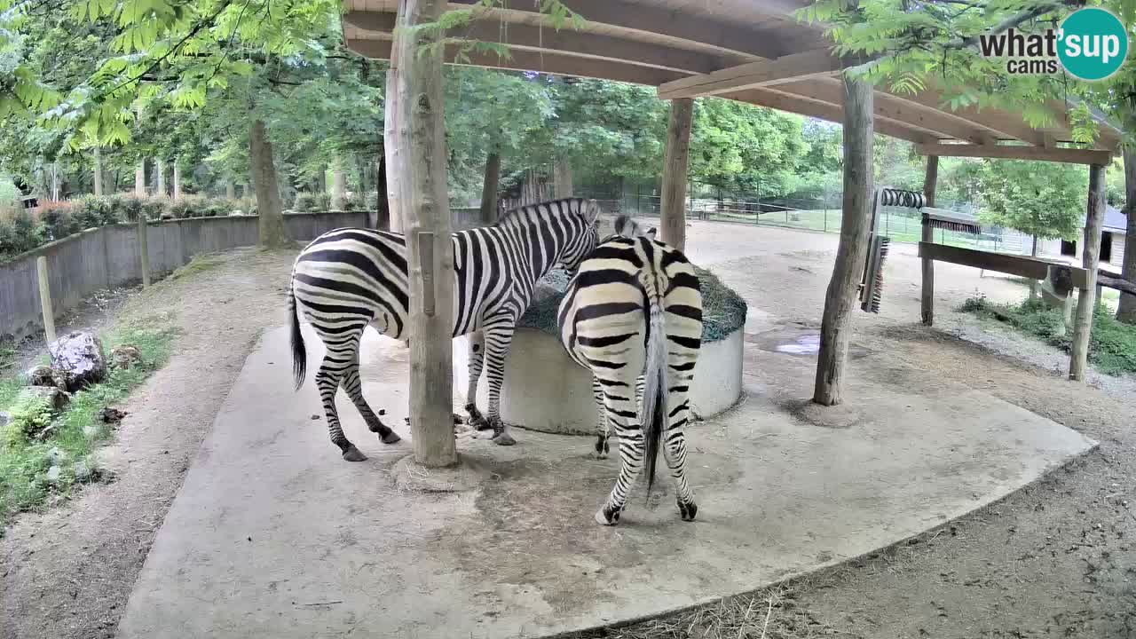Live webcam Les zèbres in Ljubljana ZOO – Slovénie