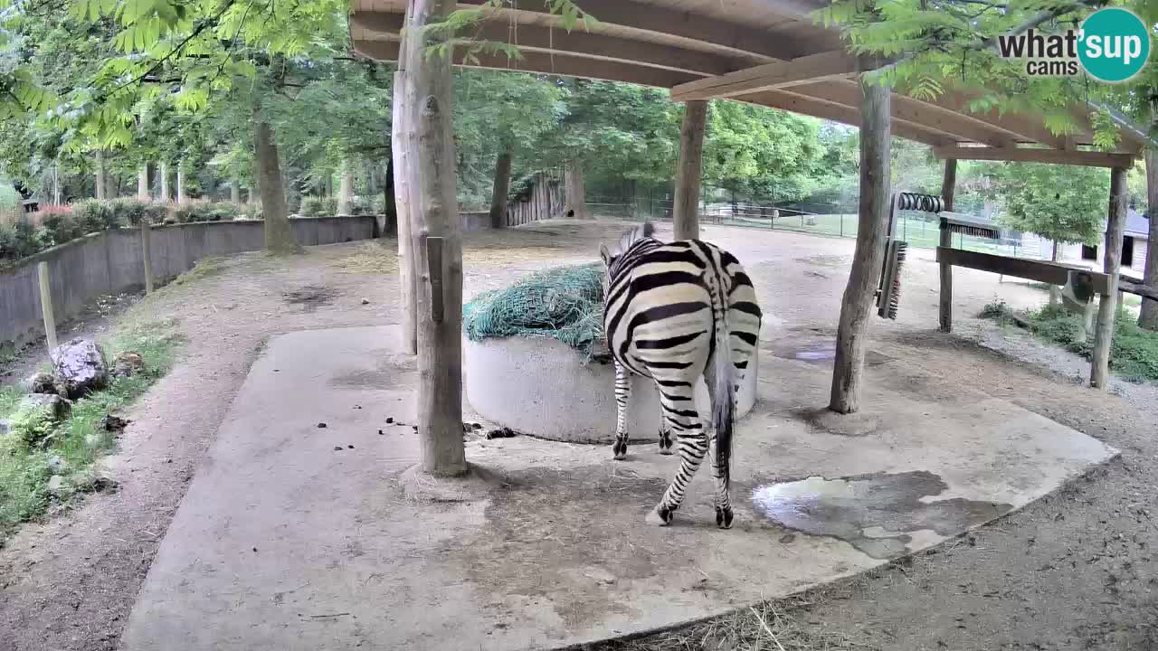 Live webcam Zebras in Ljubljana ZOO – Slovenia