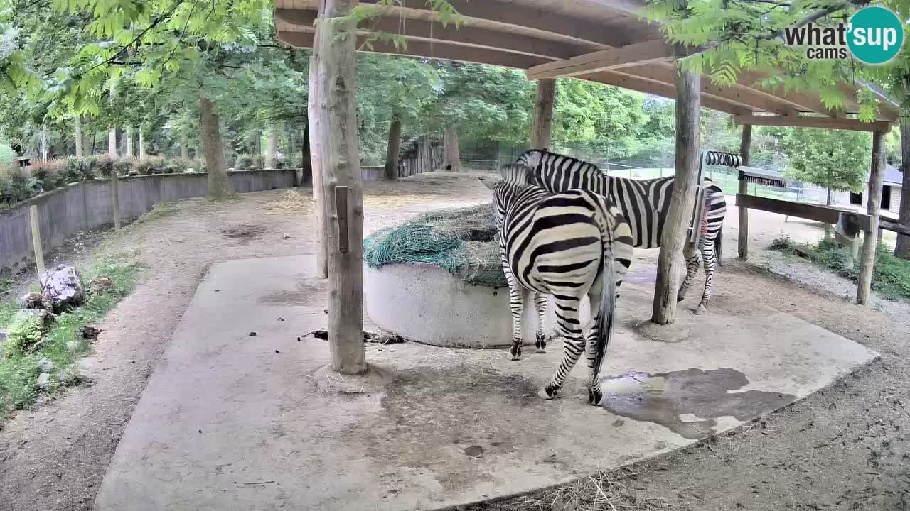 Camera en vivo Cebras in Ljubljana ZOO – Eslovenia