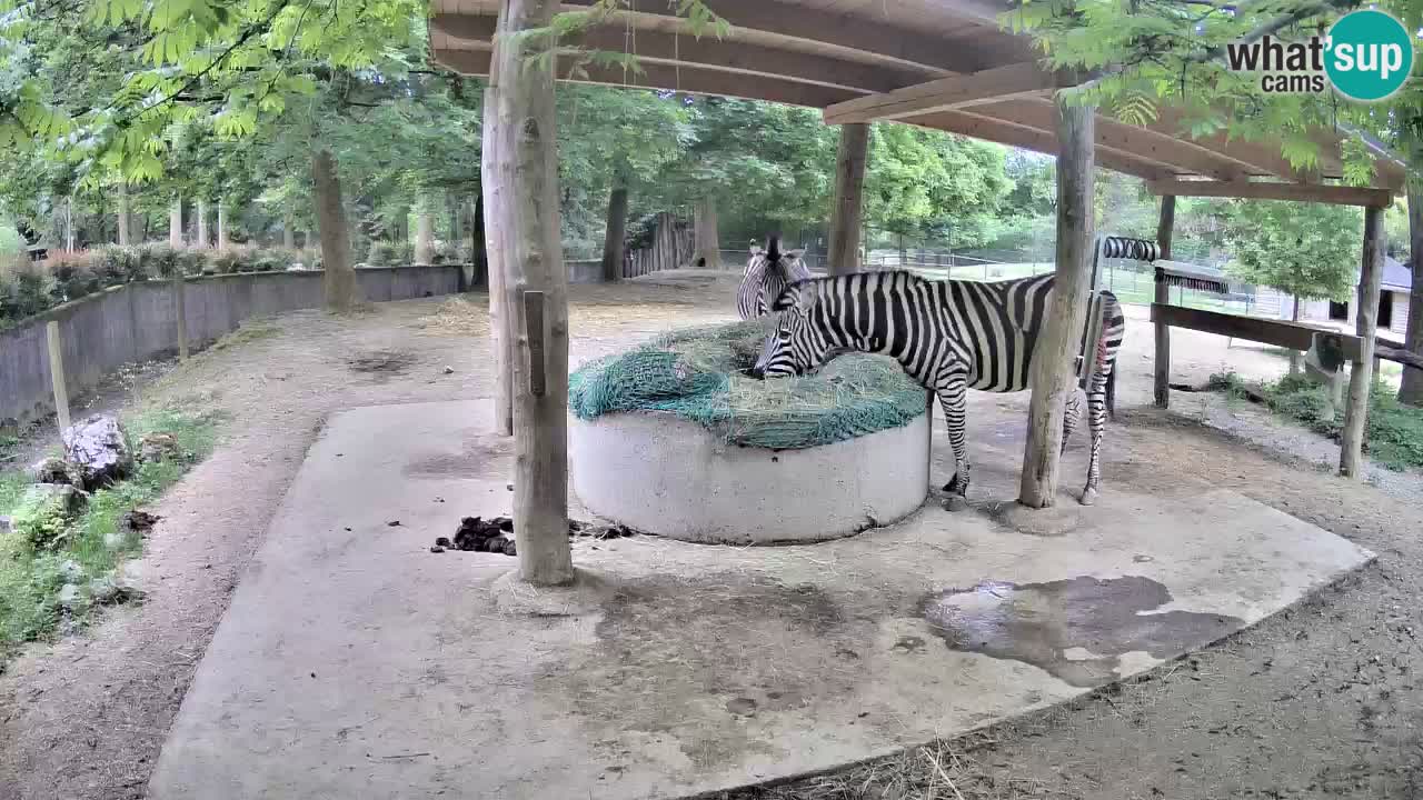 Live webcam Les zèbres in Ljubljana ZOO – Slovénie