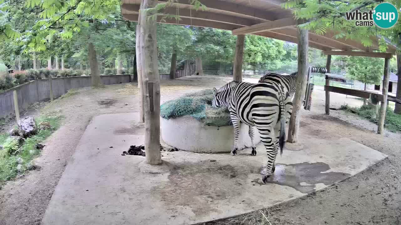 Live webcam Les zèbres in Ljubljana ZOO – Slovénie