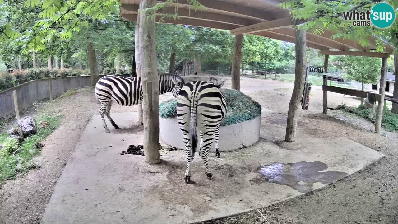 Camera en vivo Cebras in Ljubljana ZOO – Eslovenia