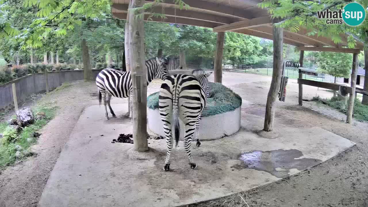Live webcam Les zèbres in Ljubljana ZOO – Slovénie