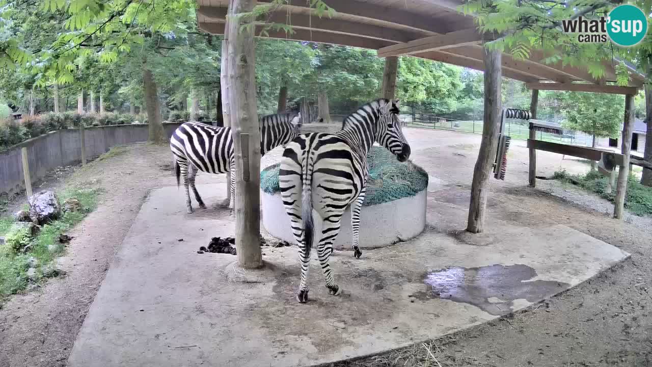 Live Webcam Zebras in Ljubljana ZOO – Slowenien