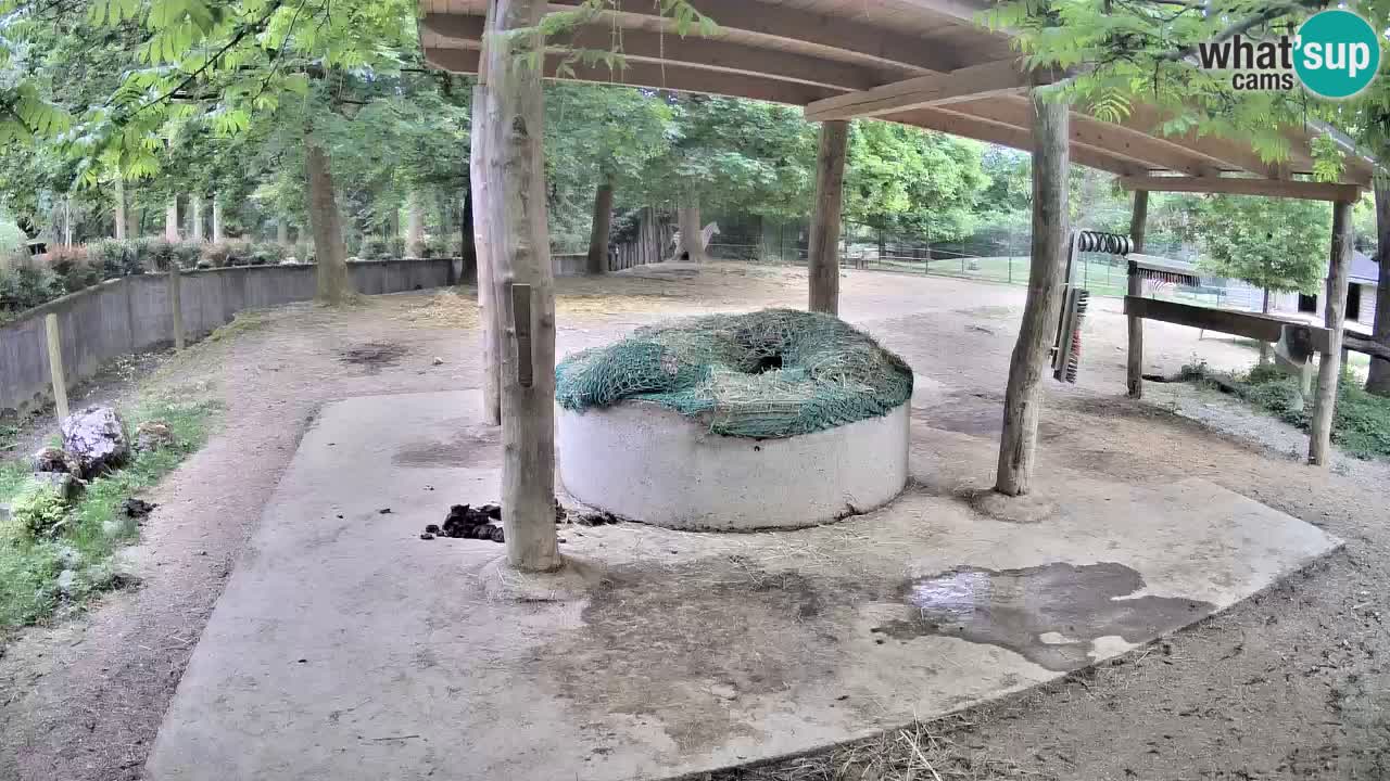 Live webcam Les zèbres in Ljubljana ZOO – Slovénie