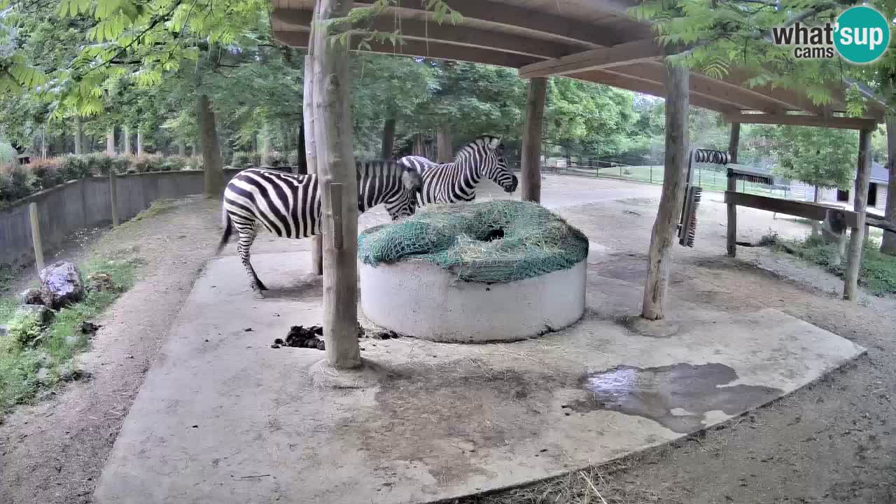 Live webcam Les zèbres in Ljubljana ZOO – Slovénie