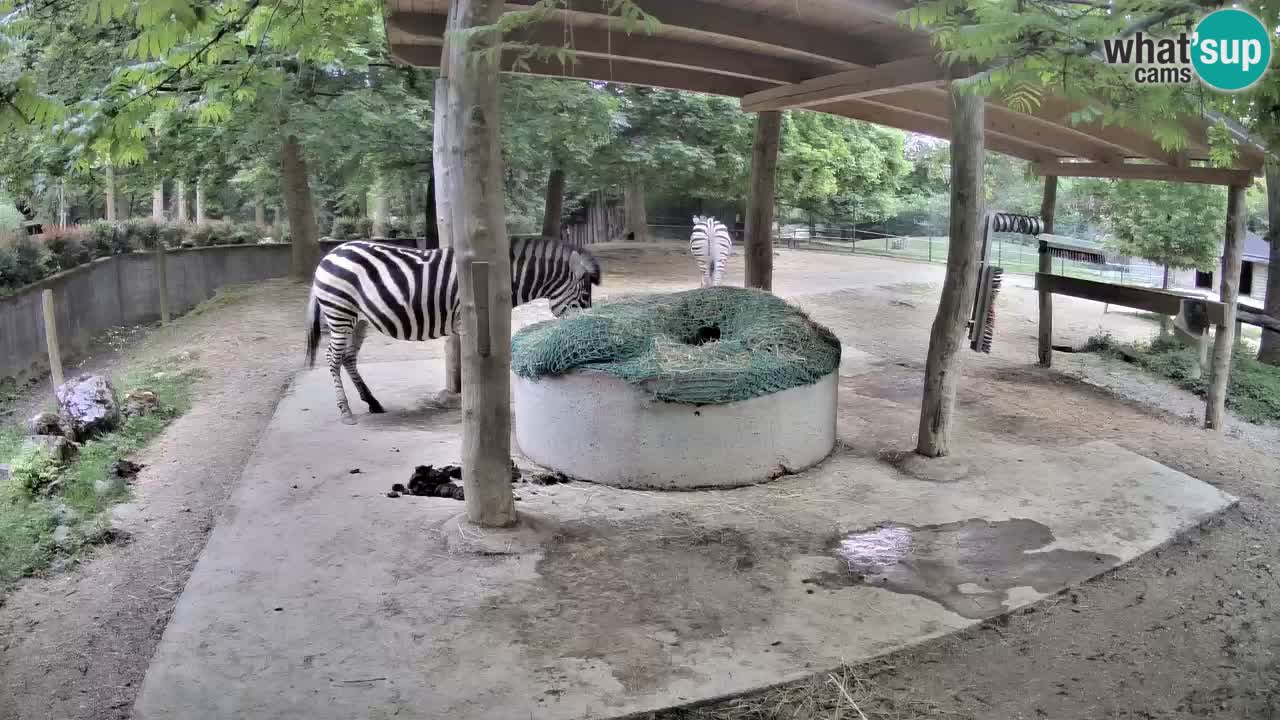 Live Webcam Zebras in Ljubljana ZOO – Slowenien