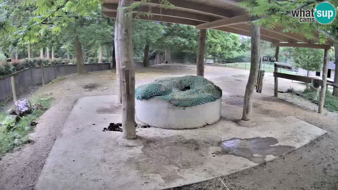 Camera en vivo Cebras in Ljubljana ZOO – Eslovenia