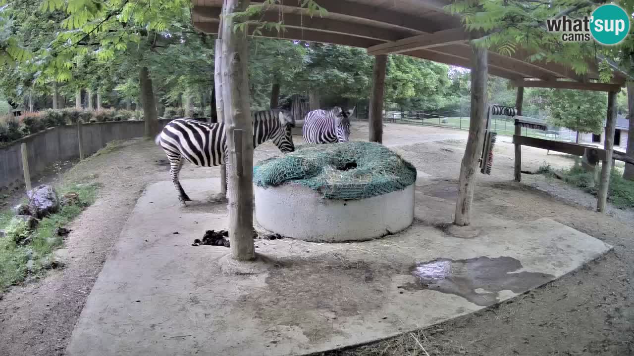 Live webcam Les zèbres in Ljubljana ZOO – Slovénie