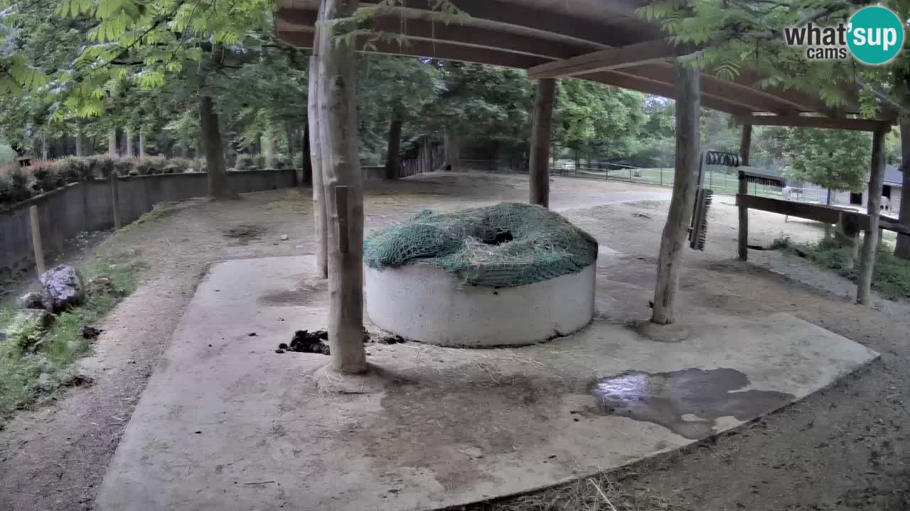 Live webcam Les zèbres in Ljubljana ZOO – Slovénie