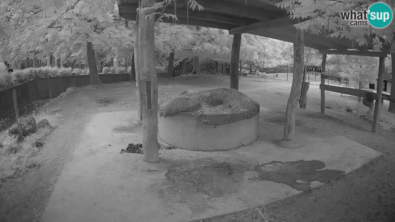Live webcam Zebras in Ljubljana ZOO – Slovenia