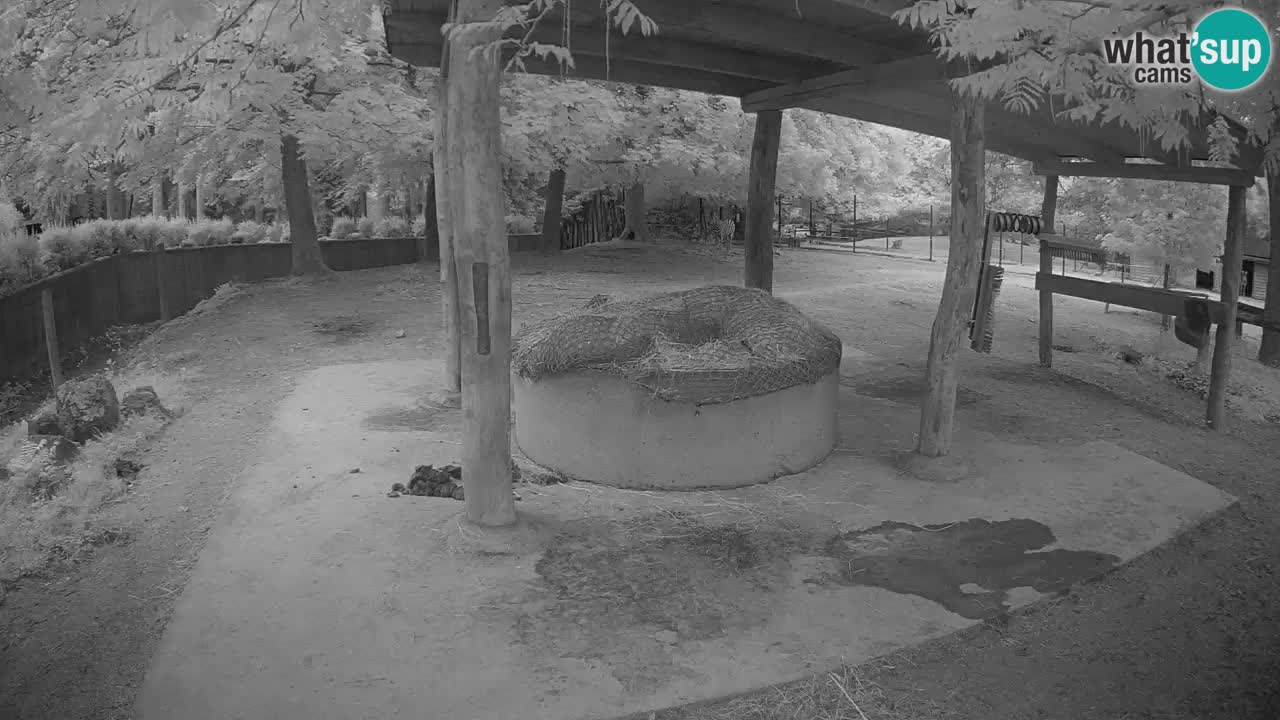 Live webcam Les zèbres in Ljubljana ZOO – Slovénie