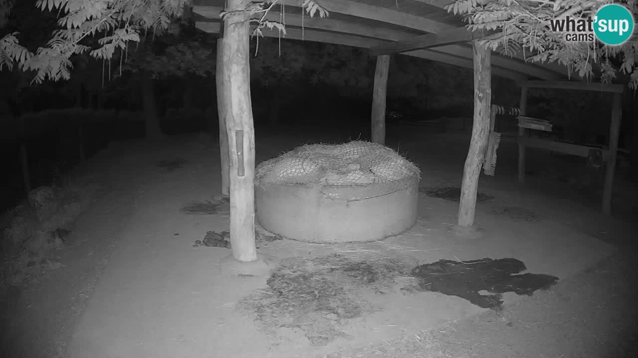 Live webcam Zebras in Ljubljana ZOO – Slovenia