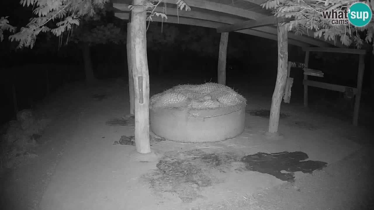Live webcam Zebras in Ljubljana ZOO – Slovenia