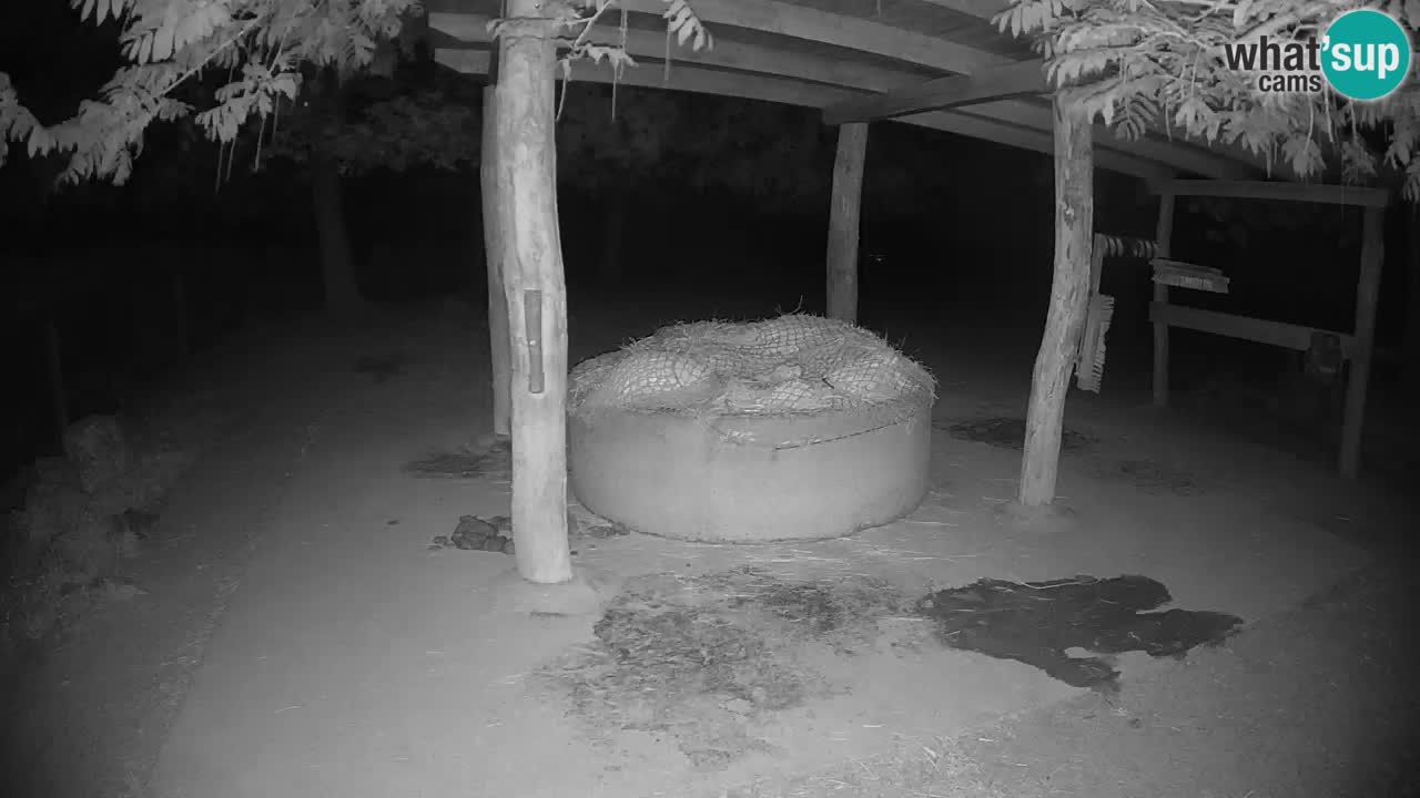 Live webcam Zebras in Ljubljana ZOO – Slovenia