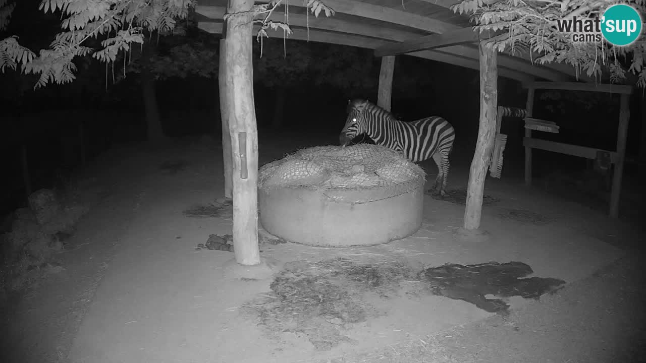Zebre v živo v živalskem vrtu Ljubljana ZOO spletne kamere