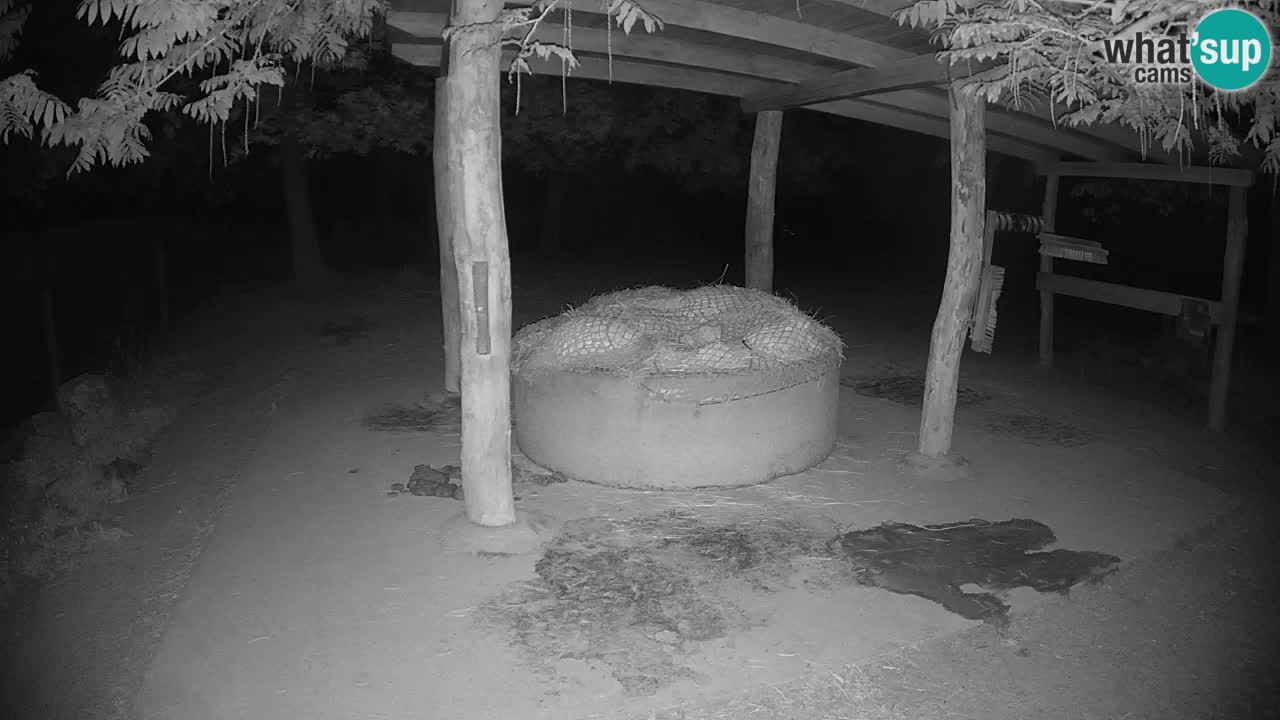 Live webcam Zebras in Ljubljana ZOO – Slovenia