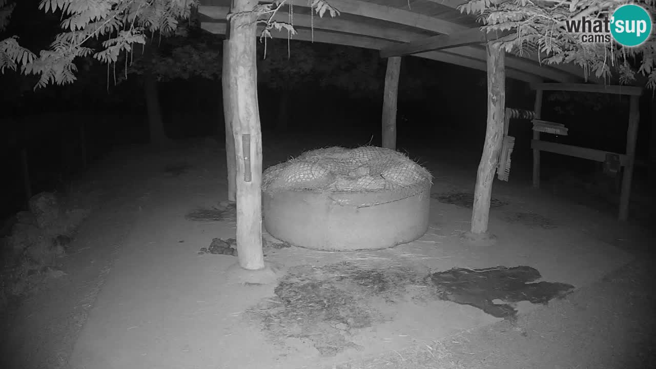Zebre v živo v živalskem vrtu Ljubljana ZOO spletne kamere