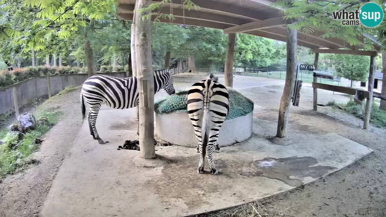 Live webcam Zebras in Ljubljana ZOO – Slovenia