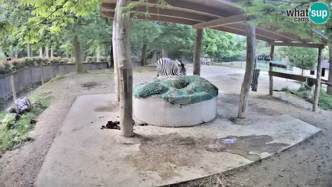 Live webcam Zebras in Ljubljana ZOO – Slovenia