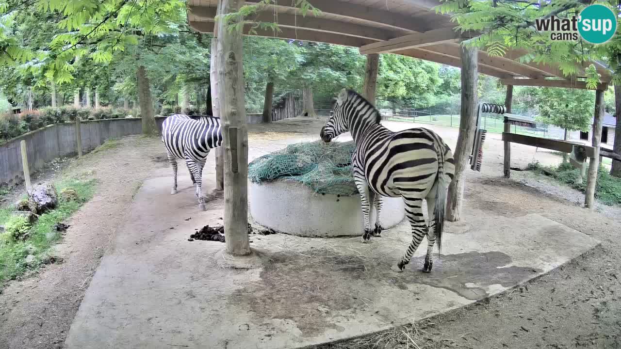 Live webcam Zebras in Ljubljana ZOO – Slovenia