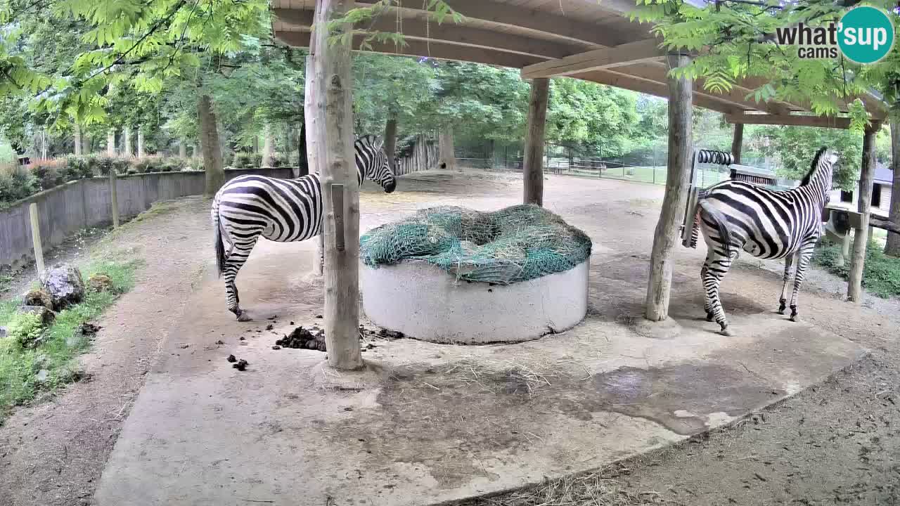 Web kamera uživo Zebras u ZOO Ljubljana – Slovenija