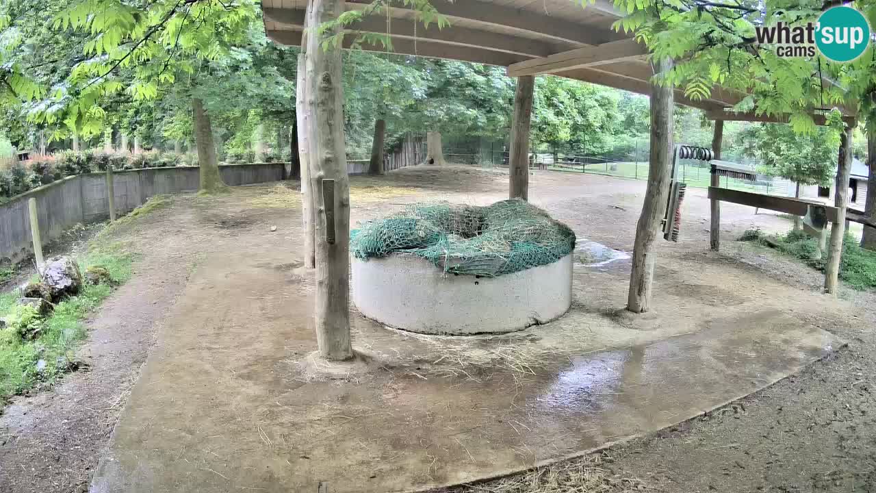 Le Zebre nello ZOO di Ljubljana – Slovenia Live webcam