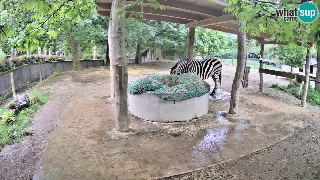 Le Zebre nello ZOO di Ljubljana – Slovenia Live webcam
