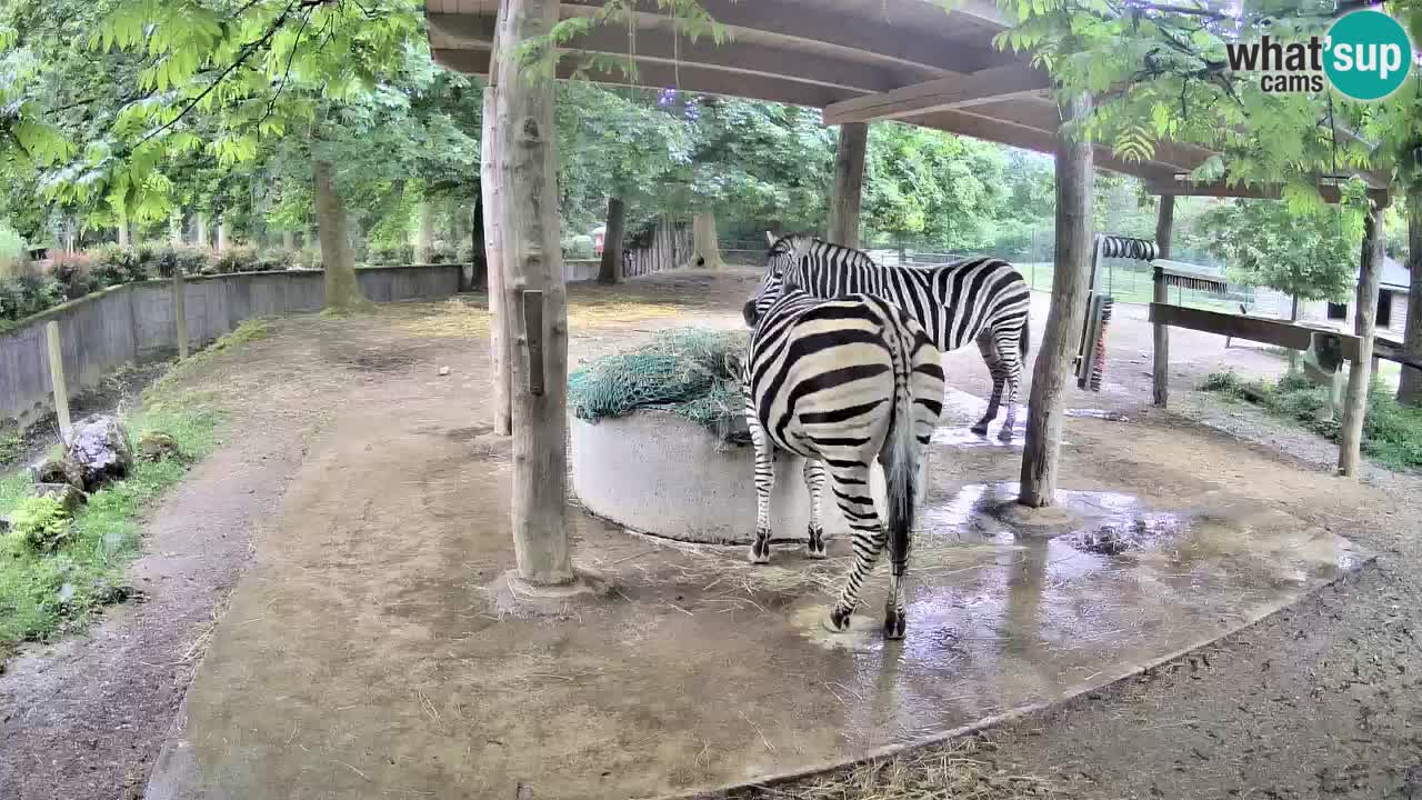 Live webcam Zebras in Ljubljana ZOO – Slovenia