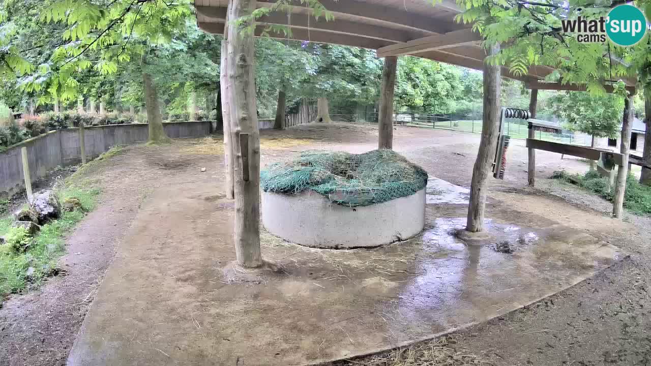 Web kamera uživo Zebras u ZOO Ljubljana – Slovenija