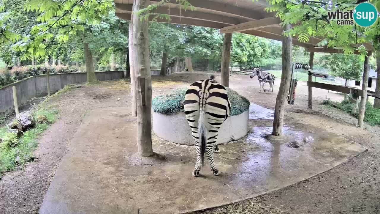Le Zebre nello ZOO di Ljubljana – Slovenia Live webcam