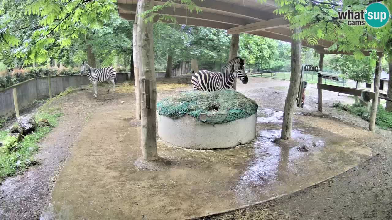 Live webcam Zebras in Ljubljana ZOO – Slovenia