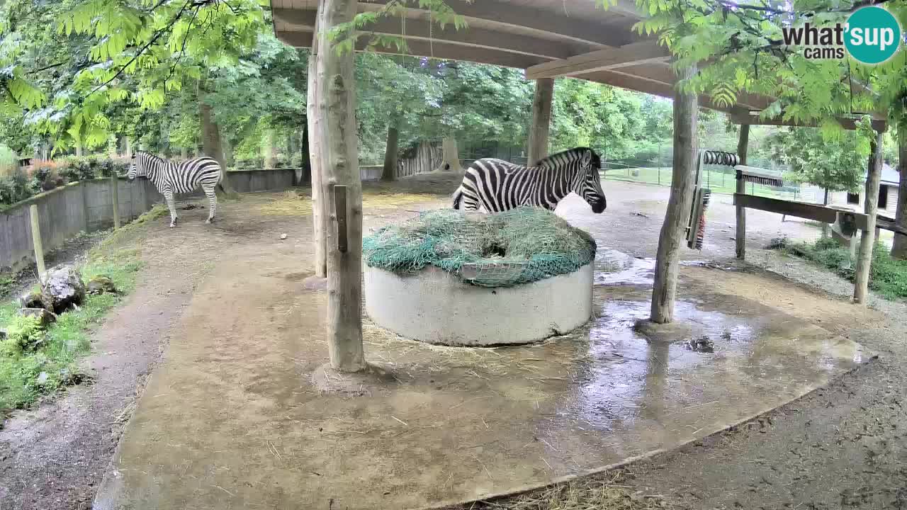 Zebre v živo v živalskem vrtu Ljubljana ZOO spletne kamere