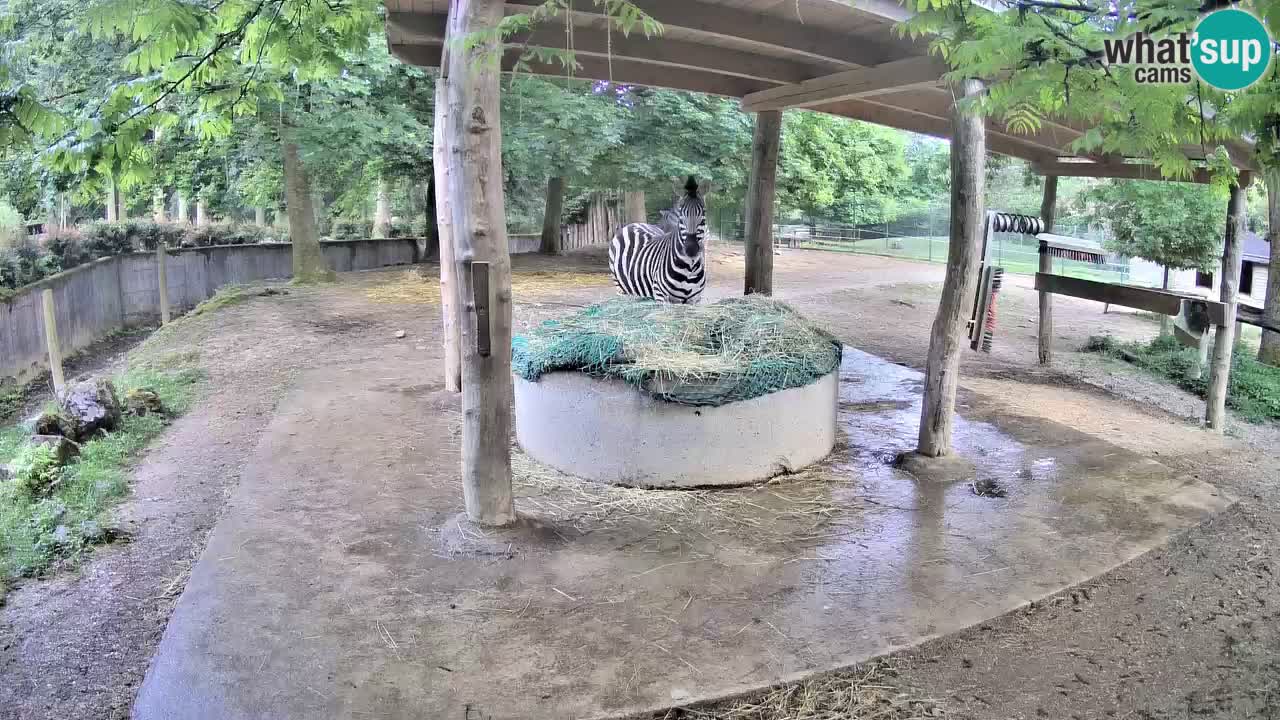 Zebre v živo v živalskem vrtu Ljubljana ZOO spletne kamere