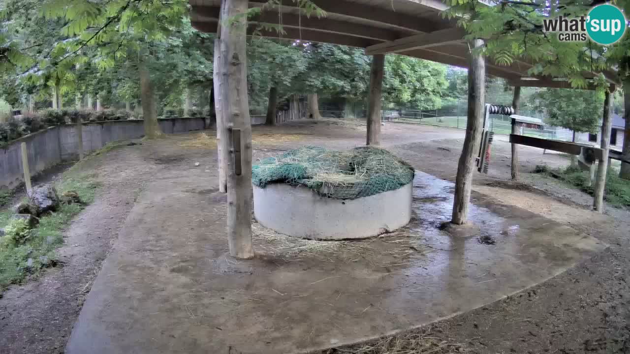 Zebre v živo v živalskem vrtu Ljubljana ZOO spletne kamere