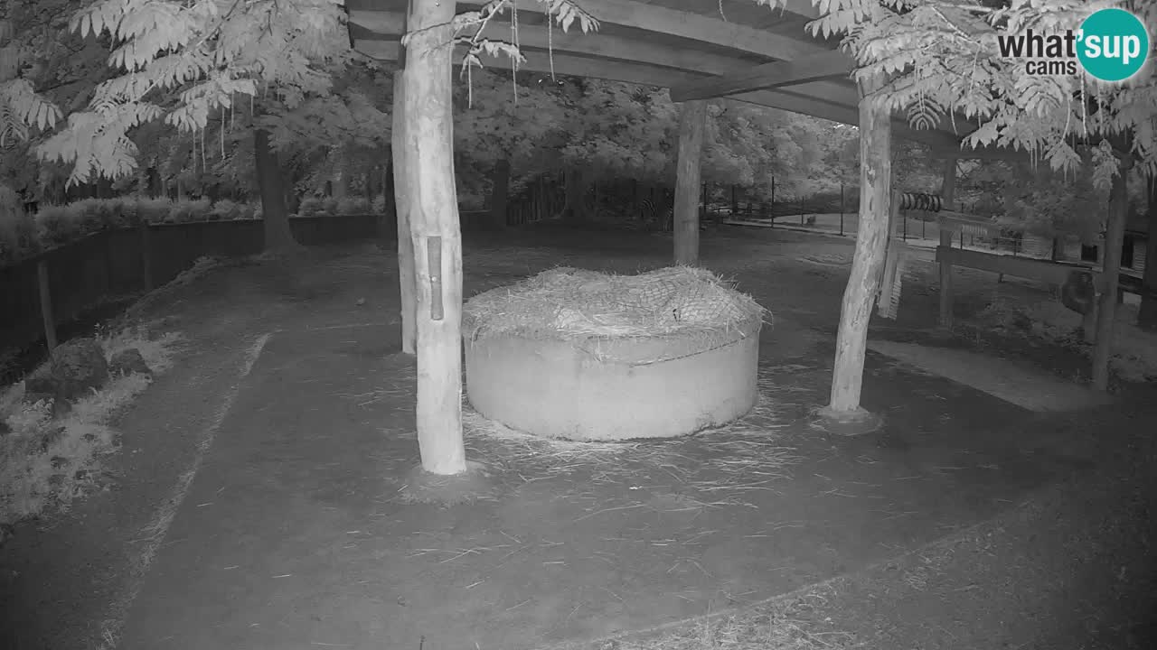 Live webcam Zebras in Ljubljana ZOO – Slovenia