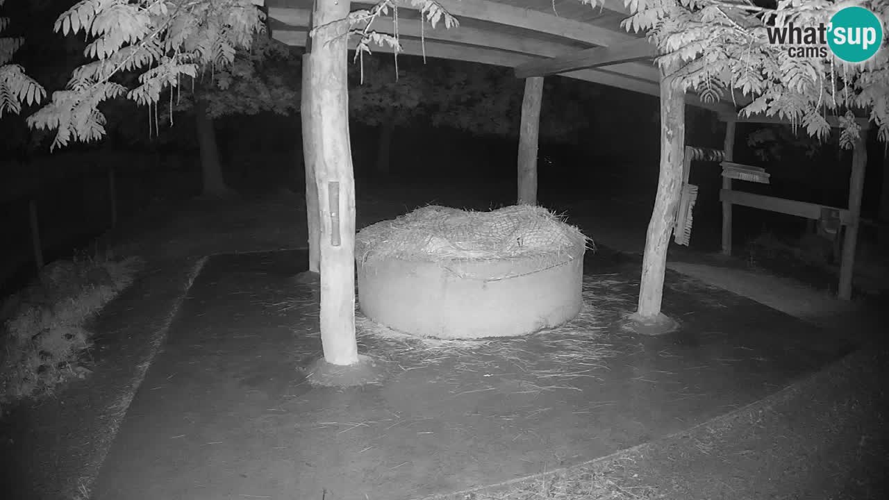 Live webcam Zebras in Ljubljana ZOO – Slovenia