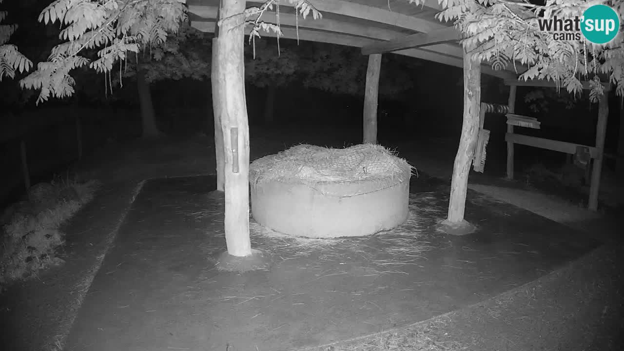 Zebre v živo v živalskem vrtu Ljubljana ZOO spletne kamere