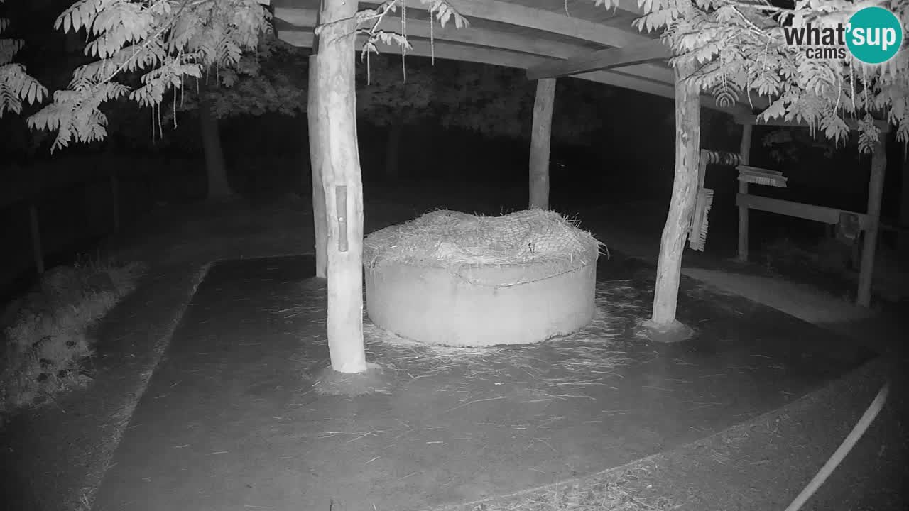 Live Webcam Zebras in Ljubljana ZOO – Slowenien