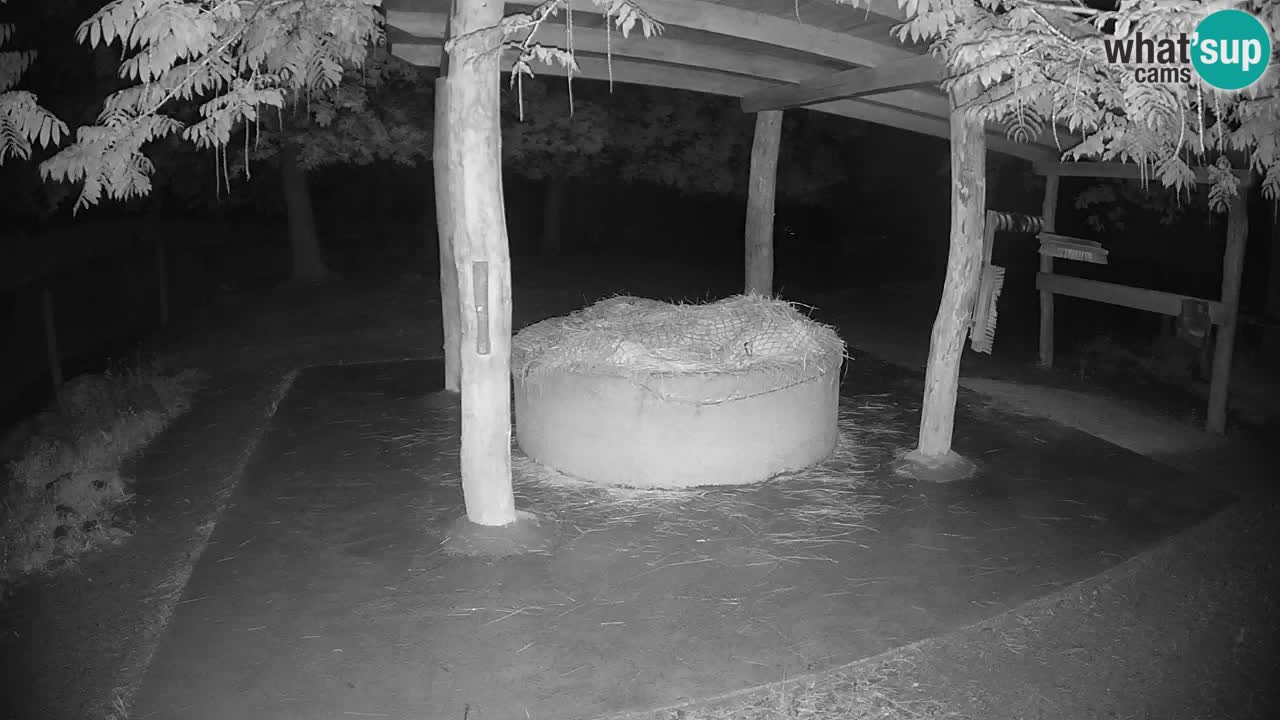 Live webcam Zebras in Ljubljana ZOO – Slovenia