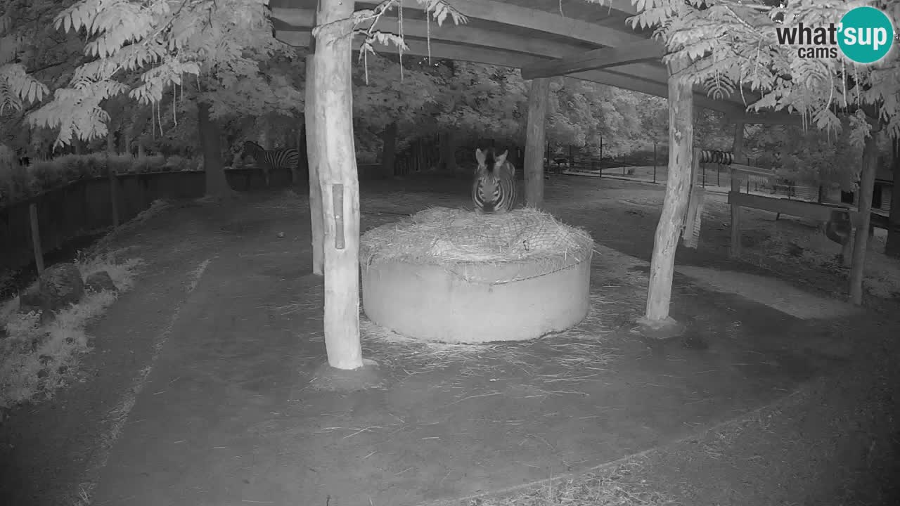Live webcam Zebras in Ljubljana ZOO – Slovenia
